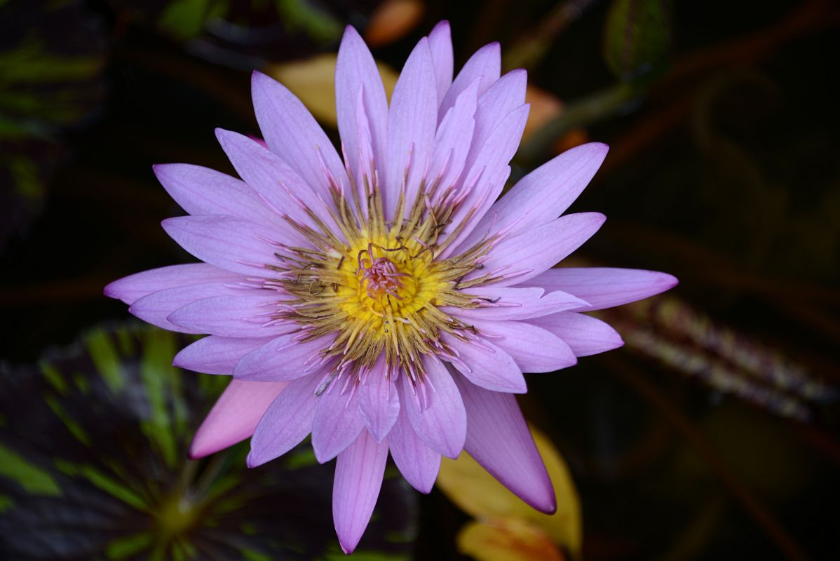 35G South Conservatory English Garden Fountain Water Lily In Central Park East 104 St